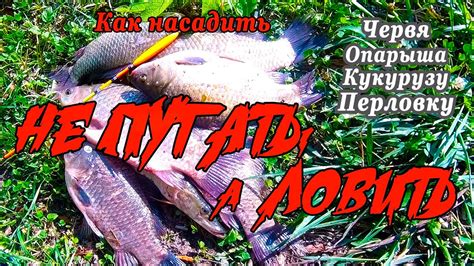 Как правильно насадить на крючок ЧЕРВЯ, ОПАРЫША, КУКУРУЗУ и ПЕРЛОВКУ ...