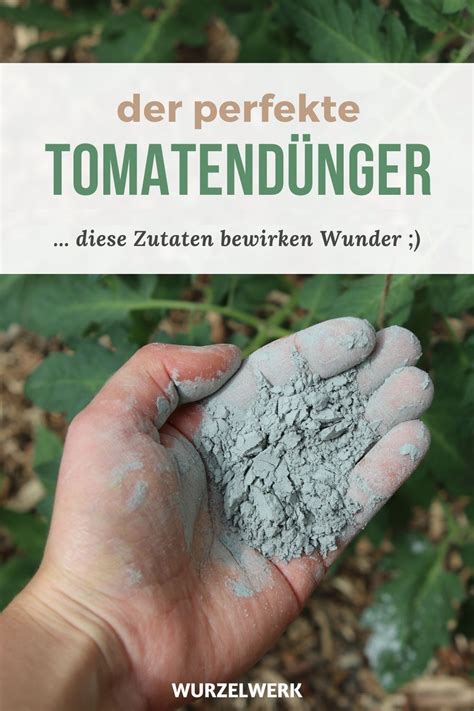 Tomaten richtig düngen Wann wie mit welchen Düngern Wurzelwerk