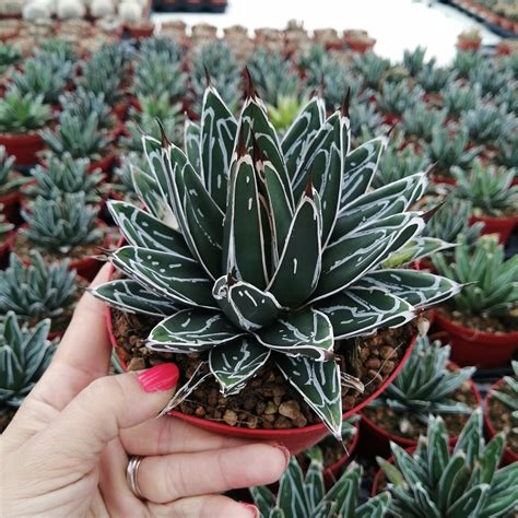 Agave Victoriae Reginae Giromagi Cactus