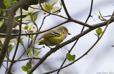 Is Your Yard A Bird Friendly Habitat North Shore Audubon Society