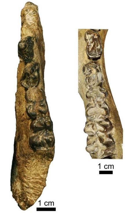 Kenyan fossils show evolution of hippos | Fossils, Paleontology, Evolution