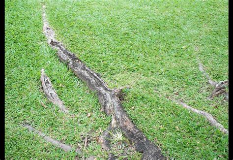 Lawn And Garden Dealing With Tree Surface Roots The Daily Reporter