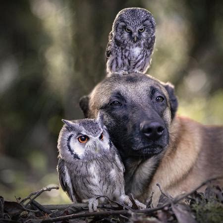 Fot Grafa Registra Amizade Entre Um Cachorro E Uma Coruja