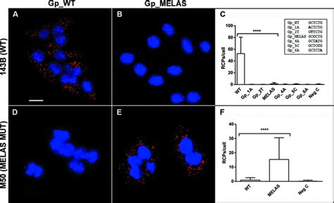 In Situ Mtdna Mutation Detection In 143b And M50 Cell Lines Using