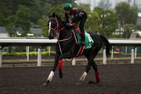 香港カップ（g1） 2018129日 日程・結果 Jra Van World 海外競馬情報サイト