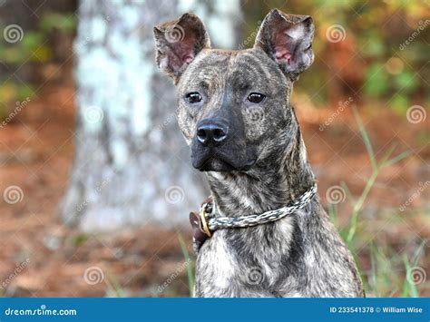 Brindle Whippet Shepherd Mix Breed Puppy Dog Stock Photo Image Of