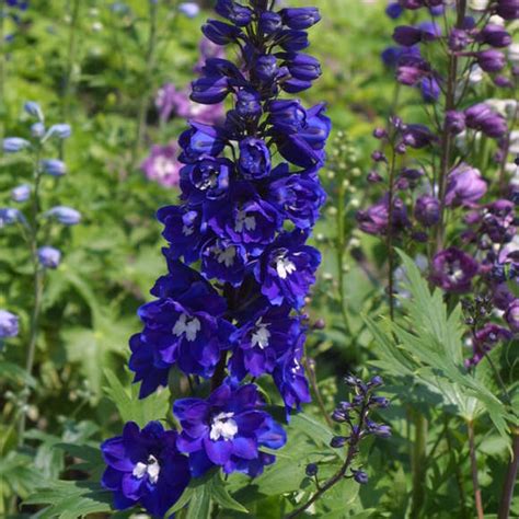 Rittersporn Delphinium Pacific Hybr King Arthur Violett