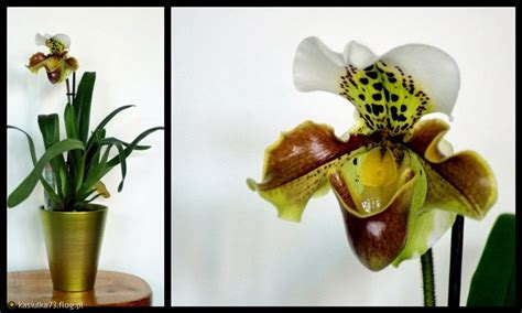 7 kwiatów Storczyki Sabotek Paphiopedilum sp uprawa i pielęgnacja