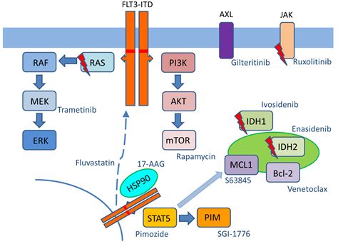 Cells Free Full Text Molecular Mechanisms Of Resistance To Flt