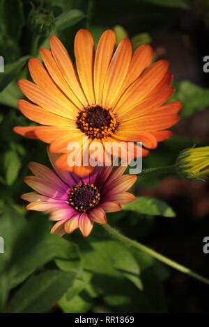 Impresionante perfecta floración Africana Daisy Osteospermum ecklonis