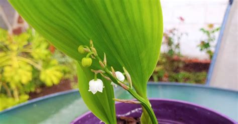 Biosfera Vegetal Lirio De Los Valles O Muguet Convallaria Majalis L