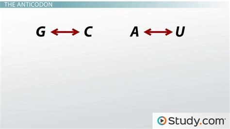 Trna Anticodon Chart - Ponasa