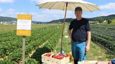 Klettgauer Bote Mitten In Der Erdbeersaison