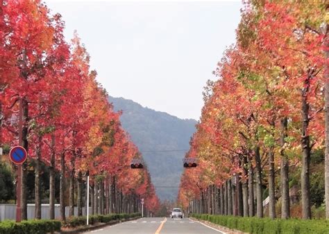 京都市：京都市街路樹サポーター制度