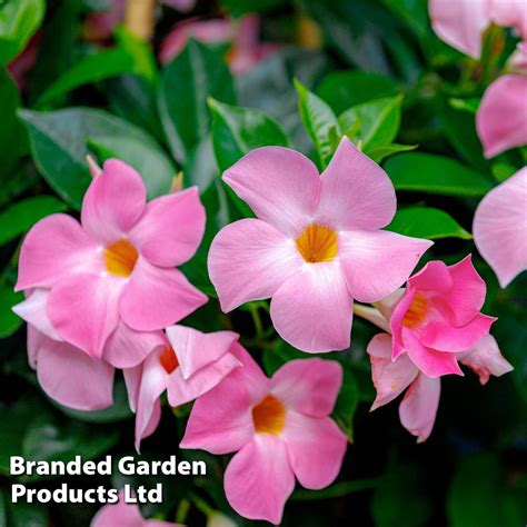 Mandevilla Sanderi Bloom Bells Pink Suttons