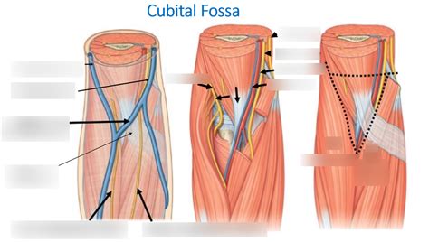 Cubital Fossa Diagram Quizlet