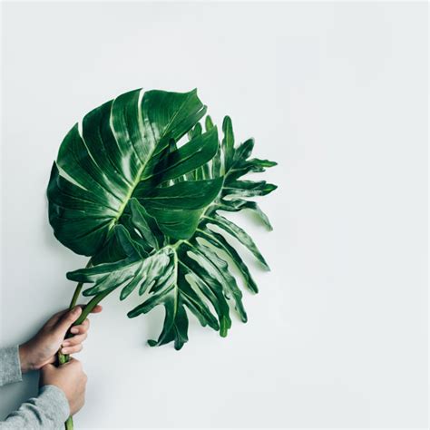 Sansibar Home Leinwandbild Monstera Leaf Von Hakinmhan Wayfair De