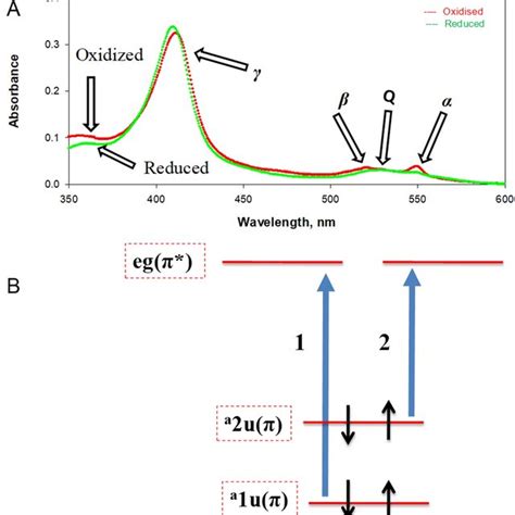 UVVis Absorption Spectra Of The Oxidized And Reduced WT Cyt C In The