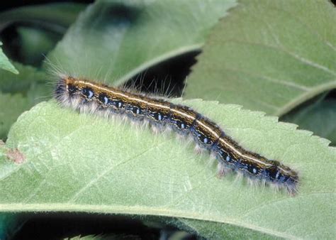 Figure An Eastern Tent Caterpillar Eastern Tent Caterpillar Tent