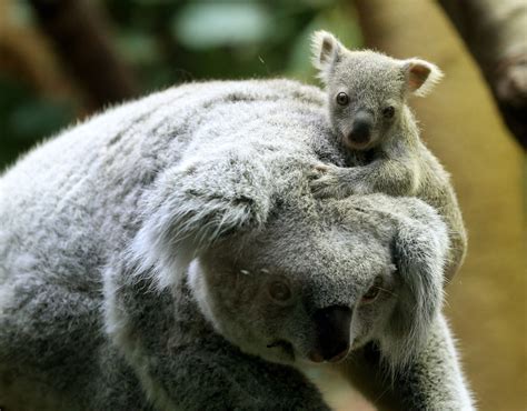 Baby Koala