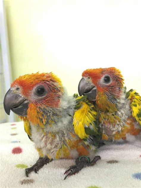 Sun Conure Lifespan, Food & Health Care Guide 2022 - CuteParrot