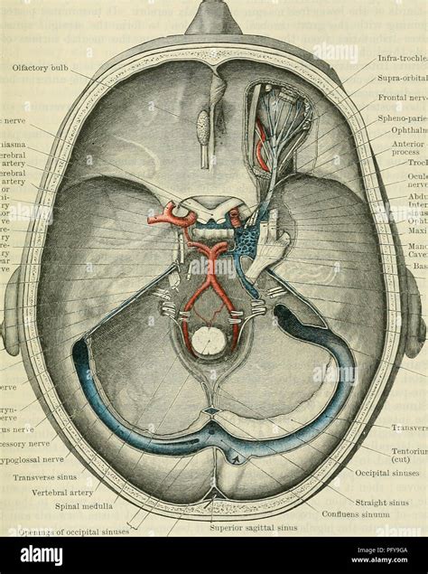 Sagittal Sinus Anatomy