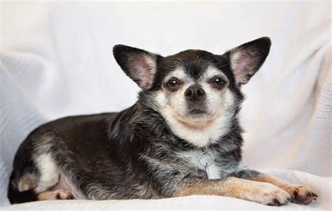 Shelter Dogs Of Portland Bismark The Best Chubby Chihuahua