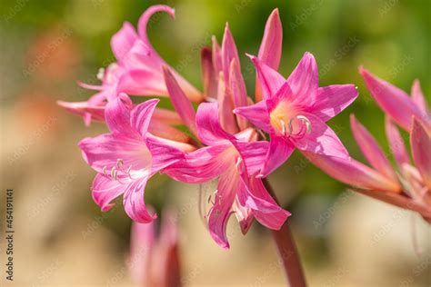 Amaryllis Belladonna Naked Lady Lily Stock Photo Adobe Stock
