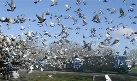 The Secret Of The Champions Winning Pigeon Racing And Racing Pigeons