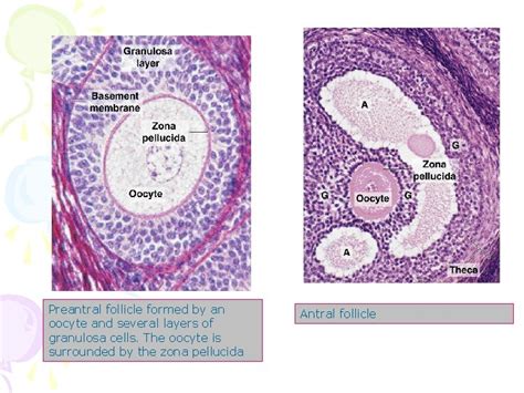 Histology Of Female Reproductive System Petek Korkusuz MD