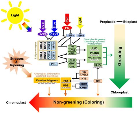 Frontiers Diversity Of Plastid Types And Their Interconversions