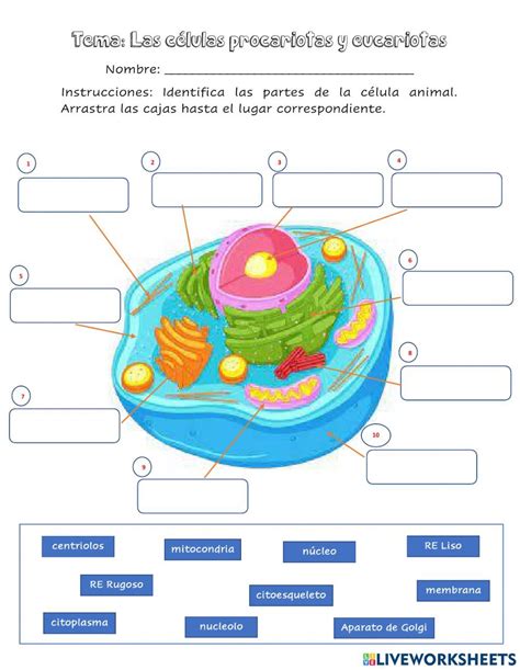 Ejercicio De Partes De La Celula Animal Y Vegetal Artofit – NBKomputer