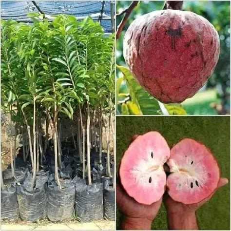 Soursop Fruit Tree