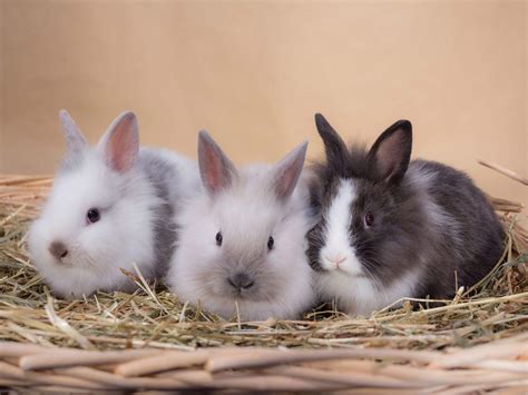 Razas De Conejos Estas Son Las 6 Clases De Conejos Más Deseadas