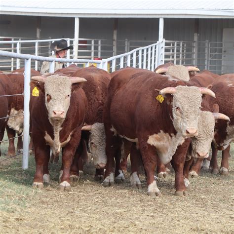 Ranchers react to new rules from the american hereford association 4