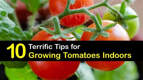 10 Terrific Tips for Growing Tomatoes Indoors