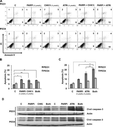 Figure 5 From Targeting The Atrchk1 Axis With Parp Inhibition Results