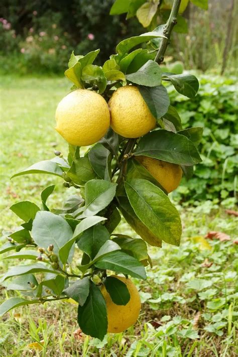 Dwarf Eureka Lemon Plant Care Growing Basics Water Light Soil