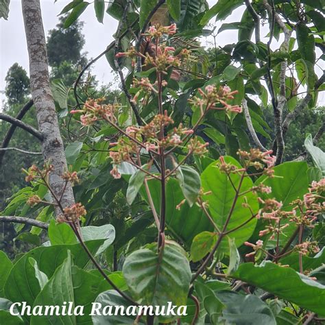 Cinchona Officinalis Tree