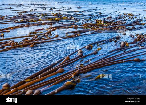 Seaweed Kelp Floating Hi Res Stock Photography And Images Alamy