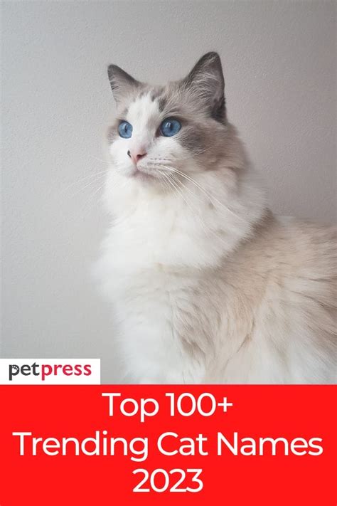 100+ Trending Cat Names 2023 That Are Just Too Cute to Resist