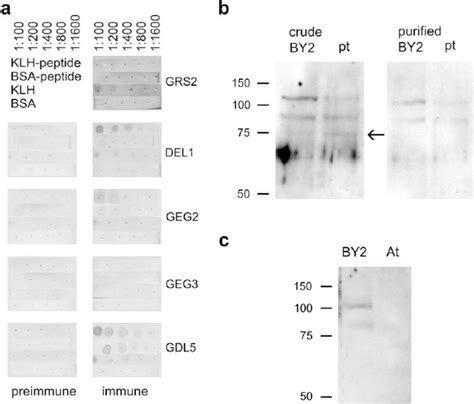 A Representative Immunization Outcomes As Detected By Peptide Dot