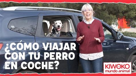 Como Llevar Un Perro Grande En El Coche Actualizado Noviembre