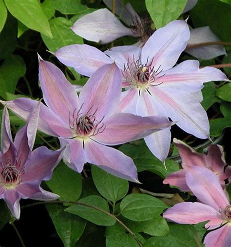 Blue Ravine Clematis Vine Variety Of The Week