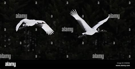 Two Japanese Aka Red Crowned Cranes In Flight Shot Taken Near Kushiro