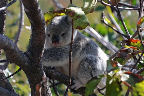 Banco de imagens árvore natureza ramo flor animal fofa animais