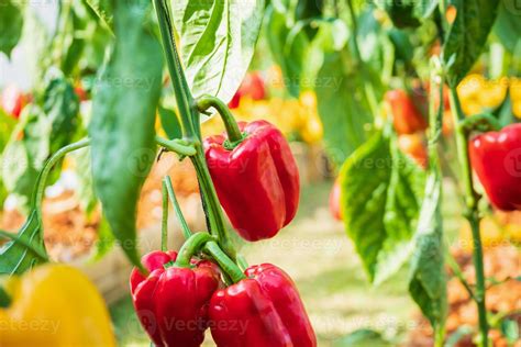 Red bell pepper plant growing in organic garden 12852545 Stock Photo at Vecteezy