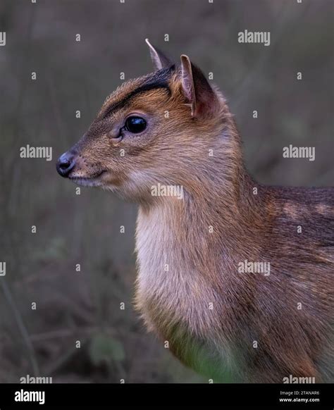 Young Reeves Muntjac Deermuntiacus Reevesi On Farmland In North