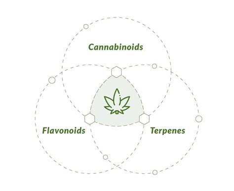 The Entourage Effect: The Holy Grail of Hemp Research