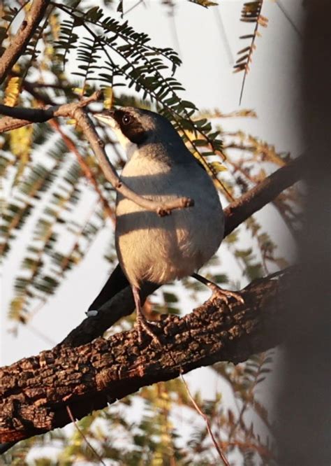 White-banded Tanager (Neothraupis fasciata) Emas National Park, Goias State, Brazil — Coke Smith ...